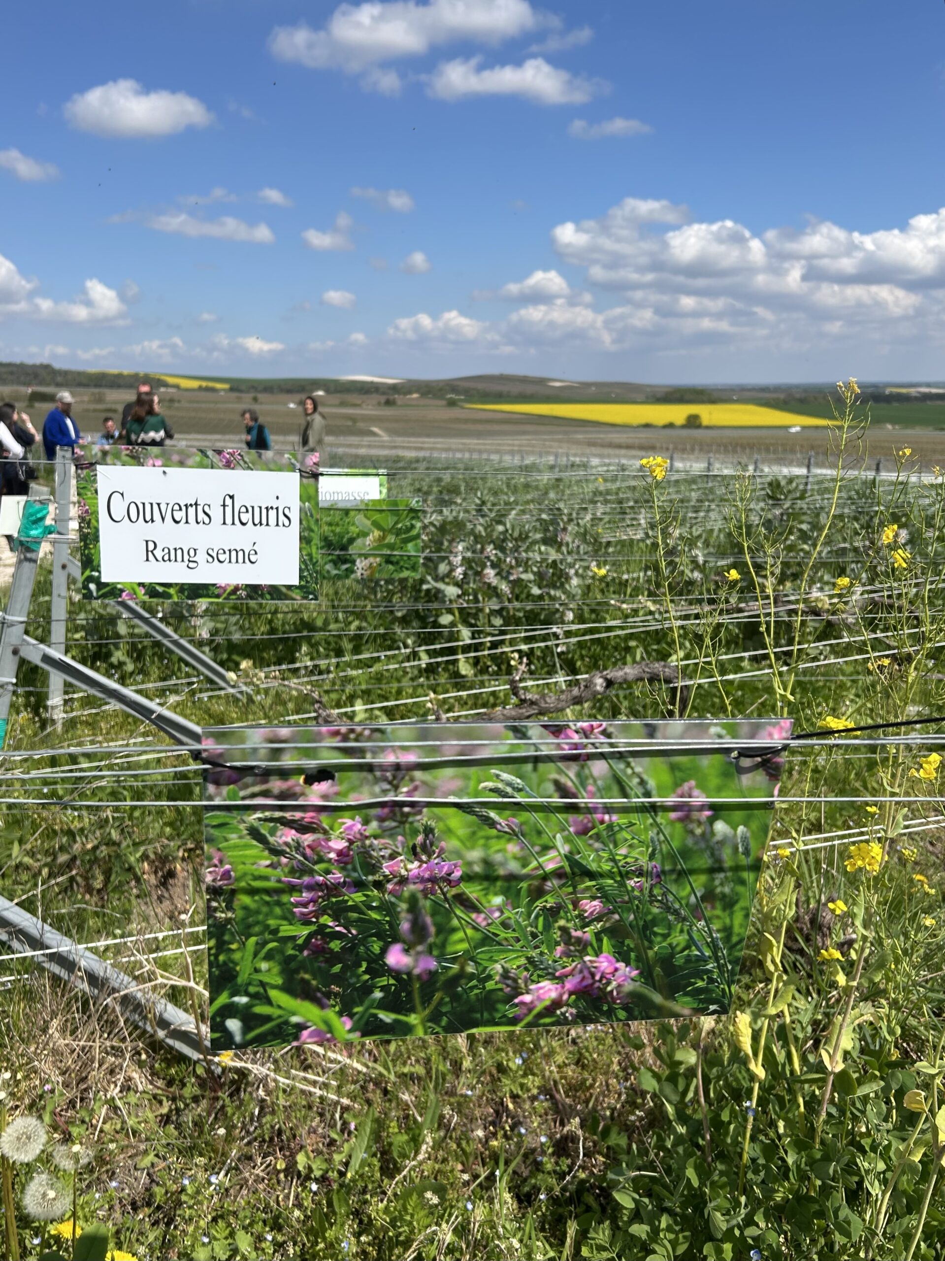 Perrier-Jouët’s cover crop trials in Champagne
