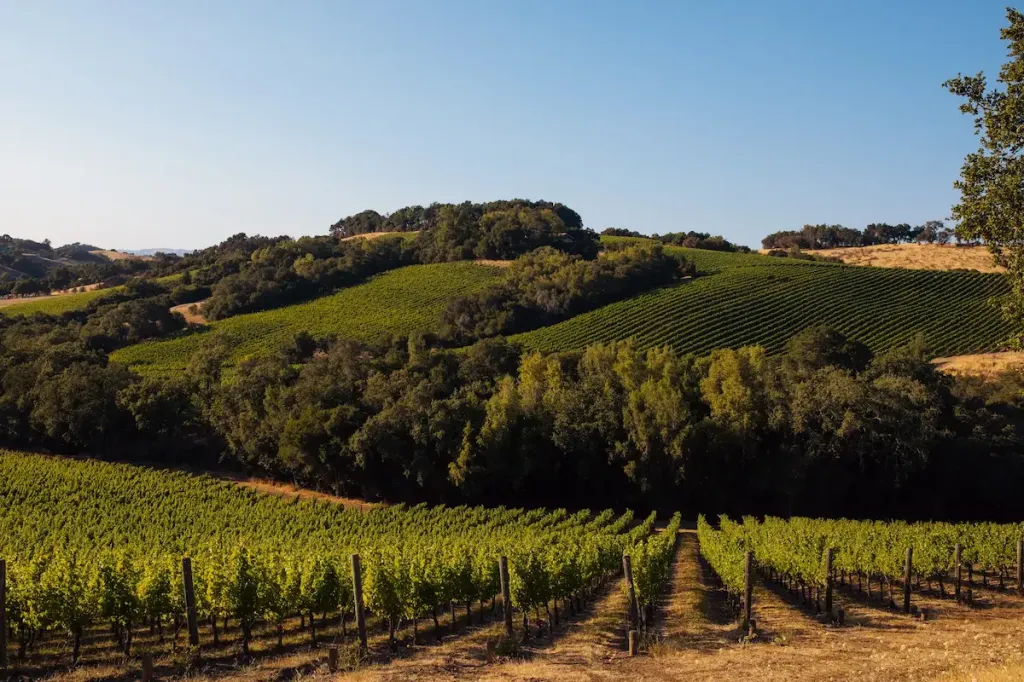 Sonoma One Block Challenge™ Field Day