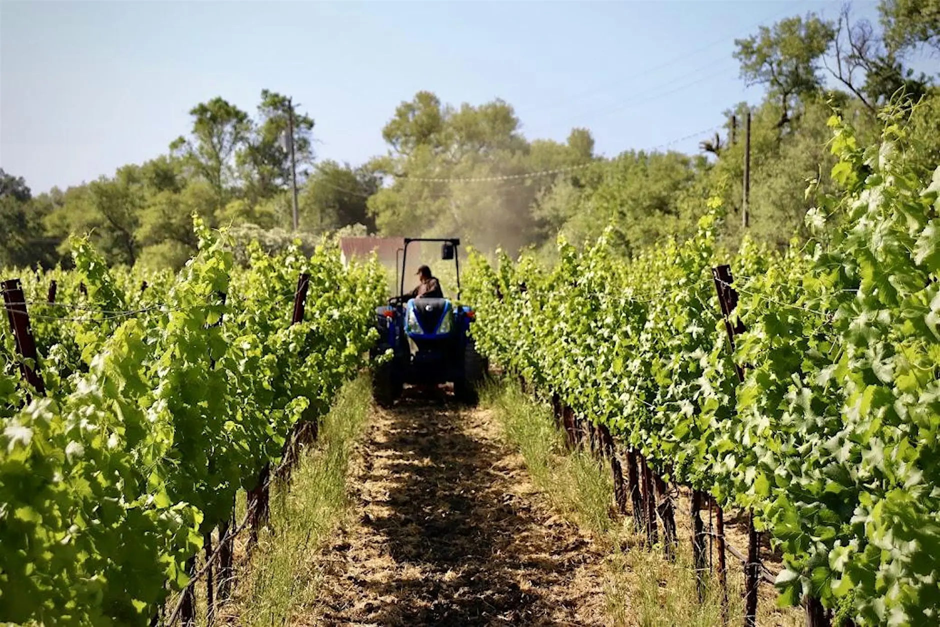 Napa Green Weed Management Tools Field Day