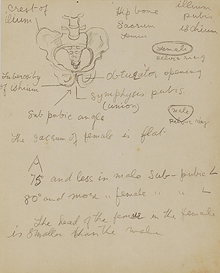 Untitled (Anatomy study with text)