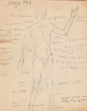 Untitled (Anatomy study)