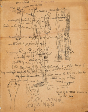 Untitled (Anatomy Study) verso; Untitled recto