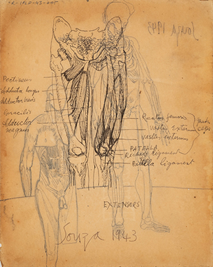 Untitled (Anatomy Study) verso; Untitled recto