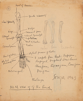 Untitled (Palm view of the hand) recto; Untitled verso