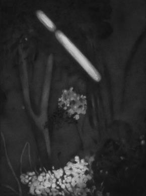 Untitled- 7, Night Forest Series