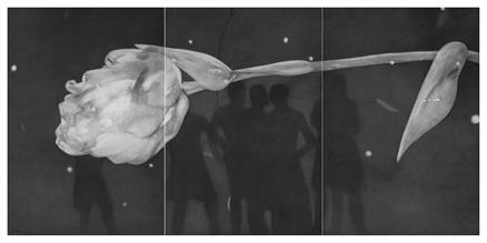 Untitled- 12, Night Forest Series