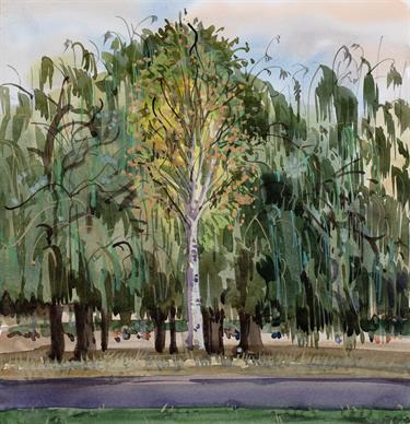 Willow Trees
