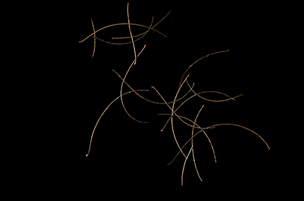 Twigs Floating on Water Surface