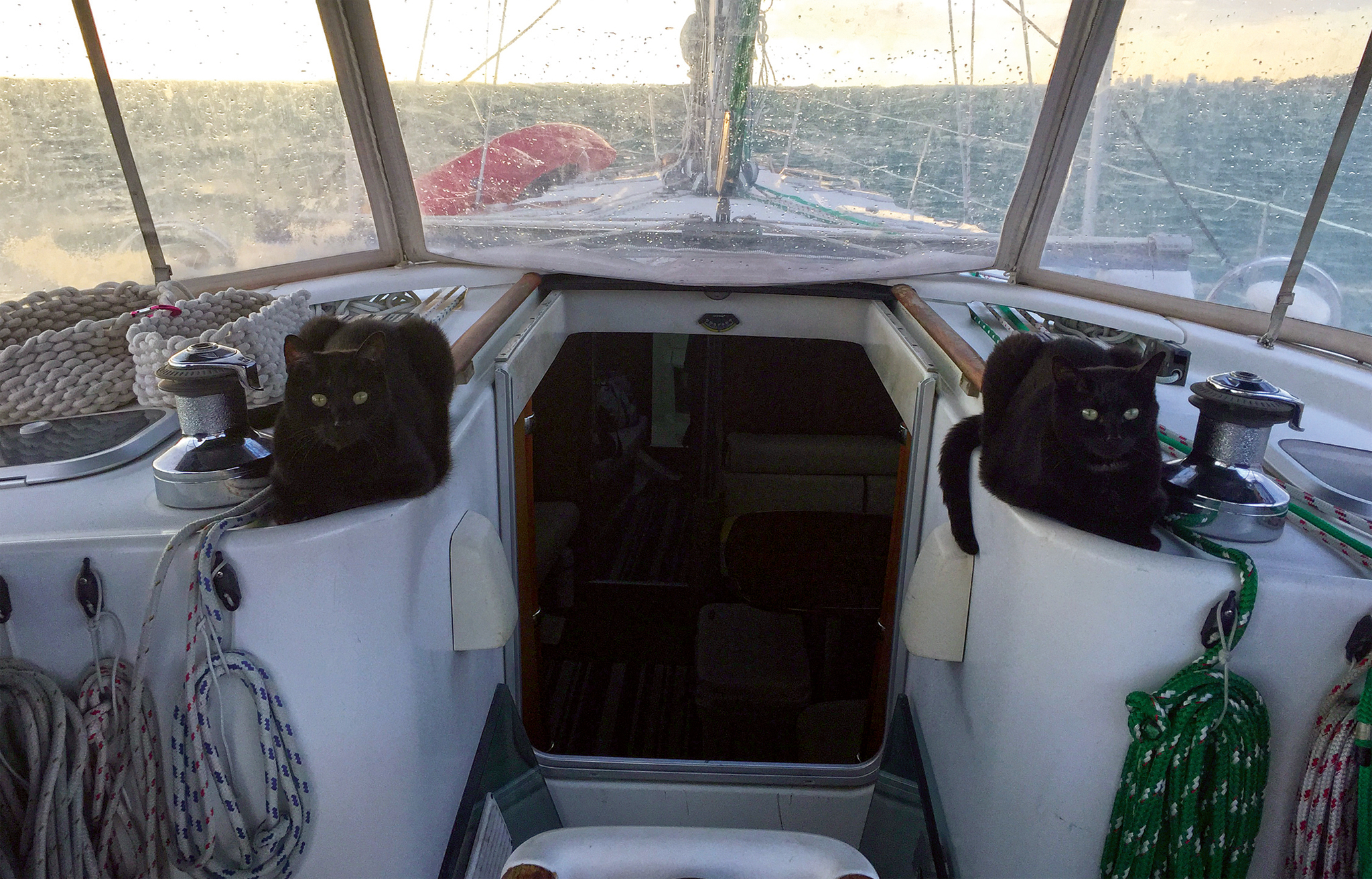 This is Betty (to starboard) and Bob (to port), our six-year-old cats getting used to their first year as liveaboards on our 2002 Beneteau 411, St Somewhere. That evening we were making our way out to watch the sunset just outside of No Name Harbor. —Missi Voss, Key Biscayne, FL