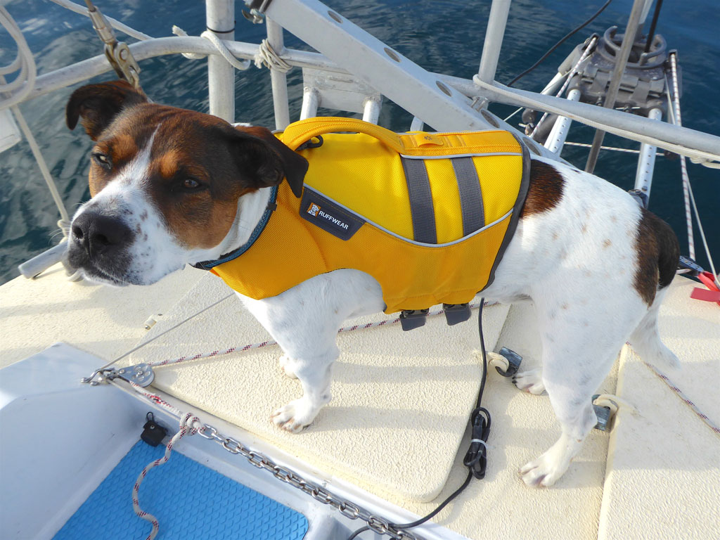 Charles Doane's, Baxter, was nervous at first. Returning from his first walk ashore, he frantically leapt overboard as I landed the dinghy on Lunacy’s transom. Even with his life-vest on, he sank like a stone.