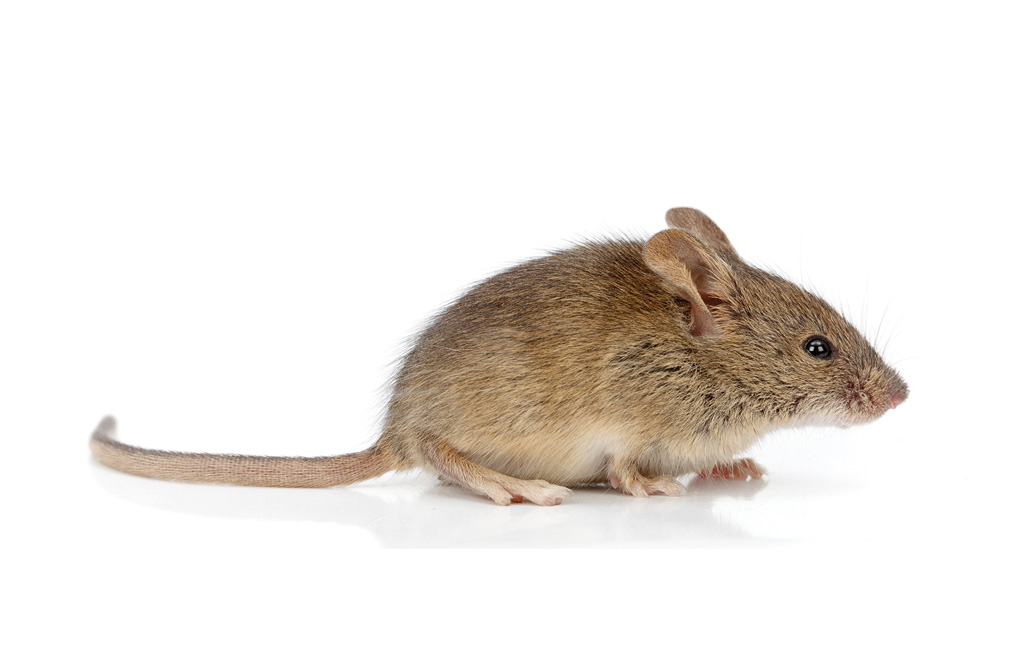 mouse1