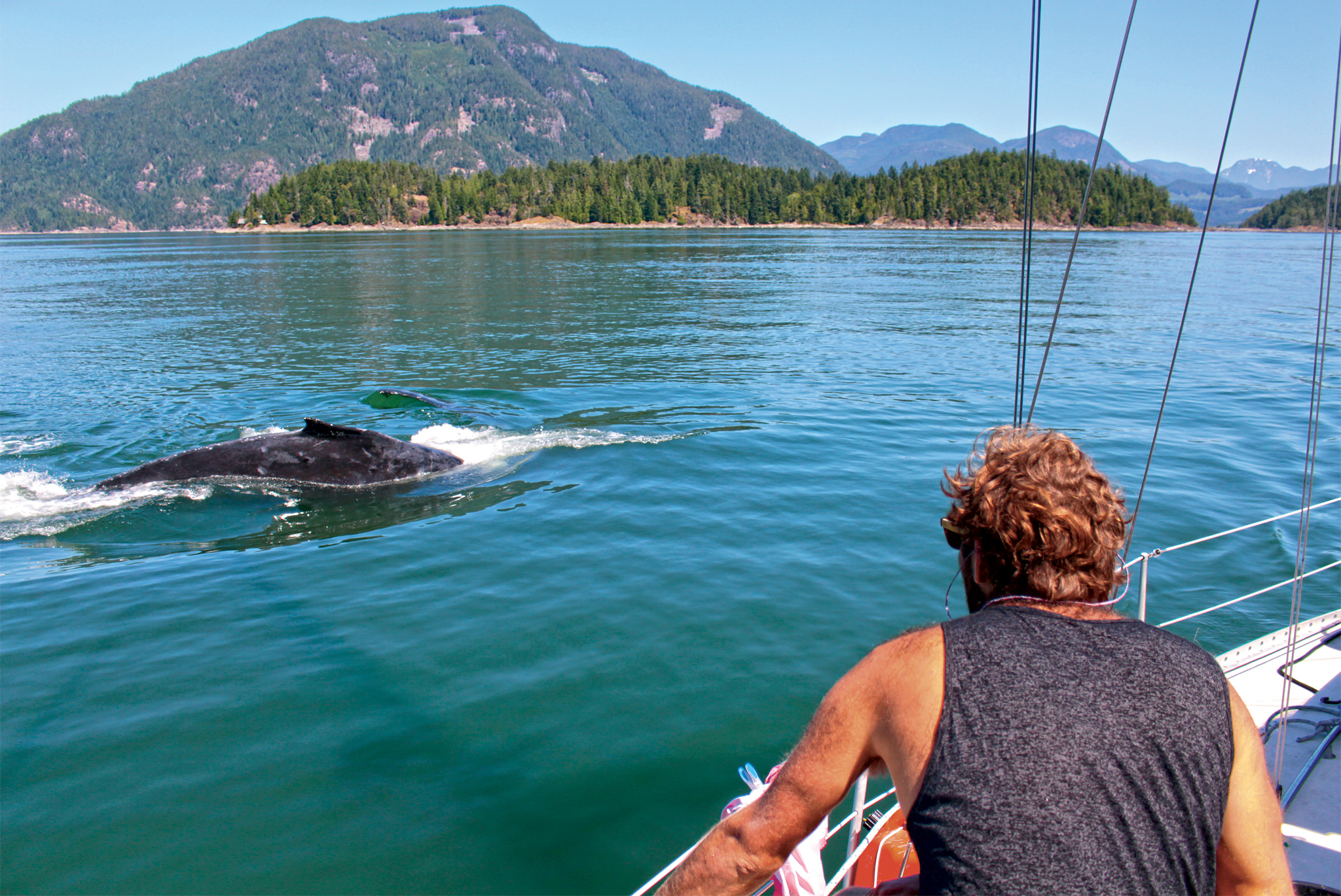 Humpback-next-to-the-yacht Humpback-next-to-the-yacht