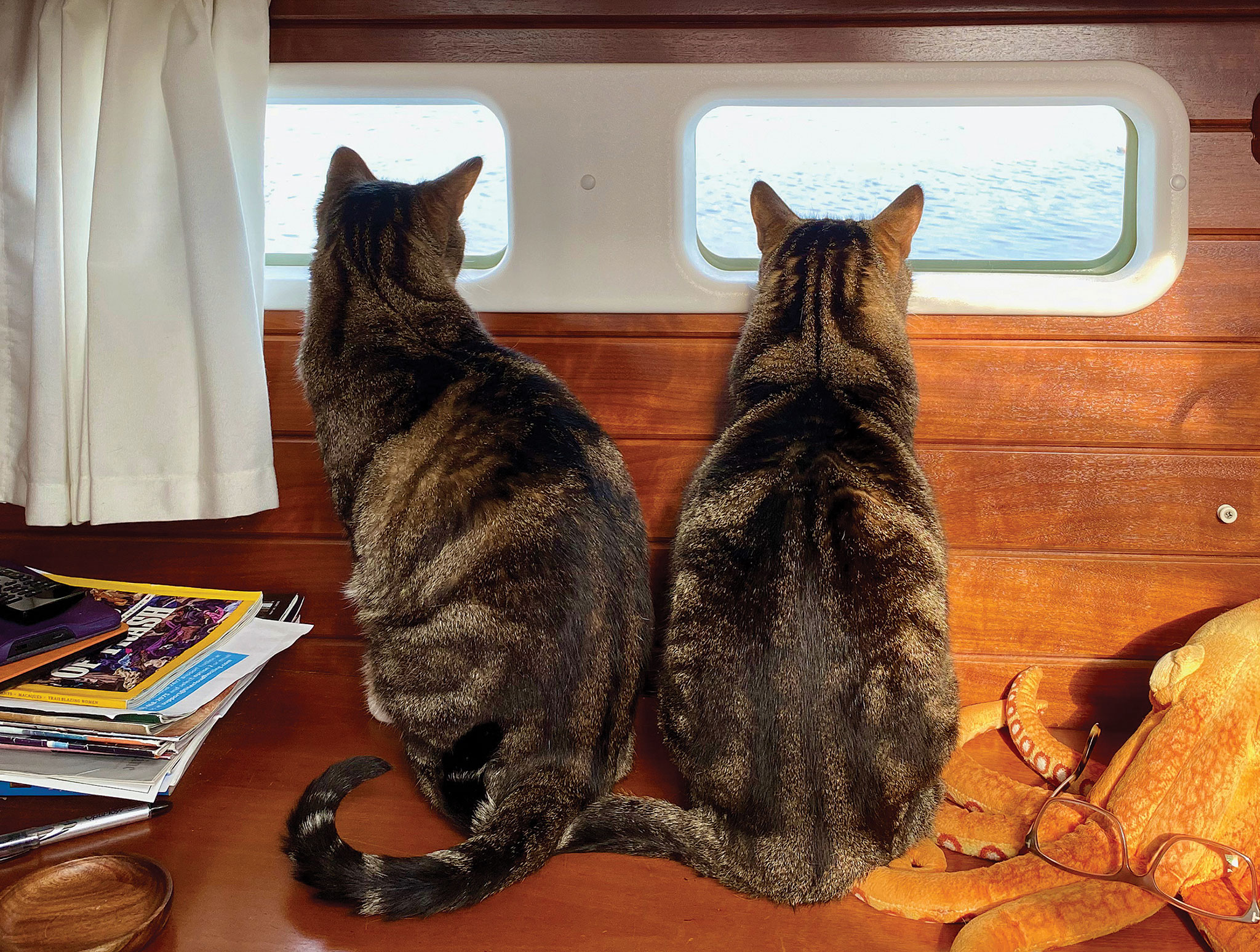 01-LEAD-CatsAboard11 01-LEAD-CatsAboard11