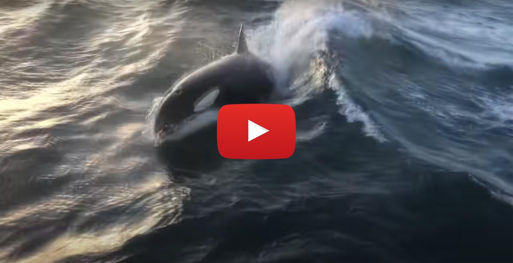 orca