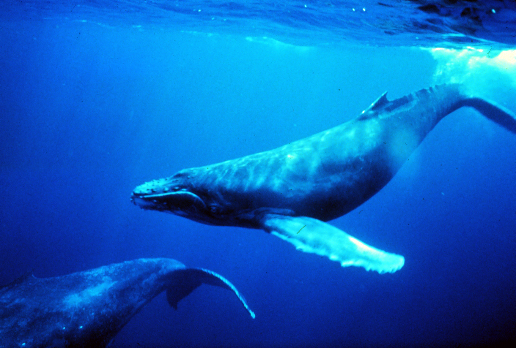 NOAA-Humpback_whales_in_singing_position NOAA-Humpback_whales_in_singing_position