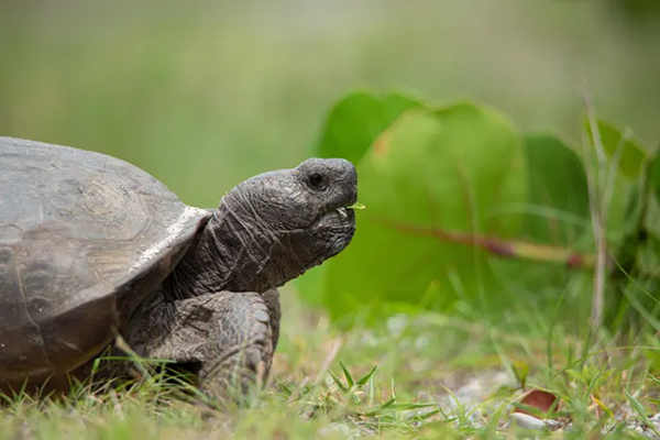 gopherTortoise