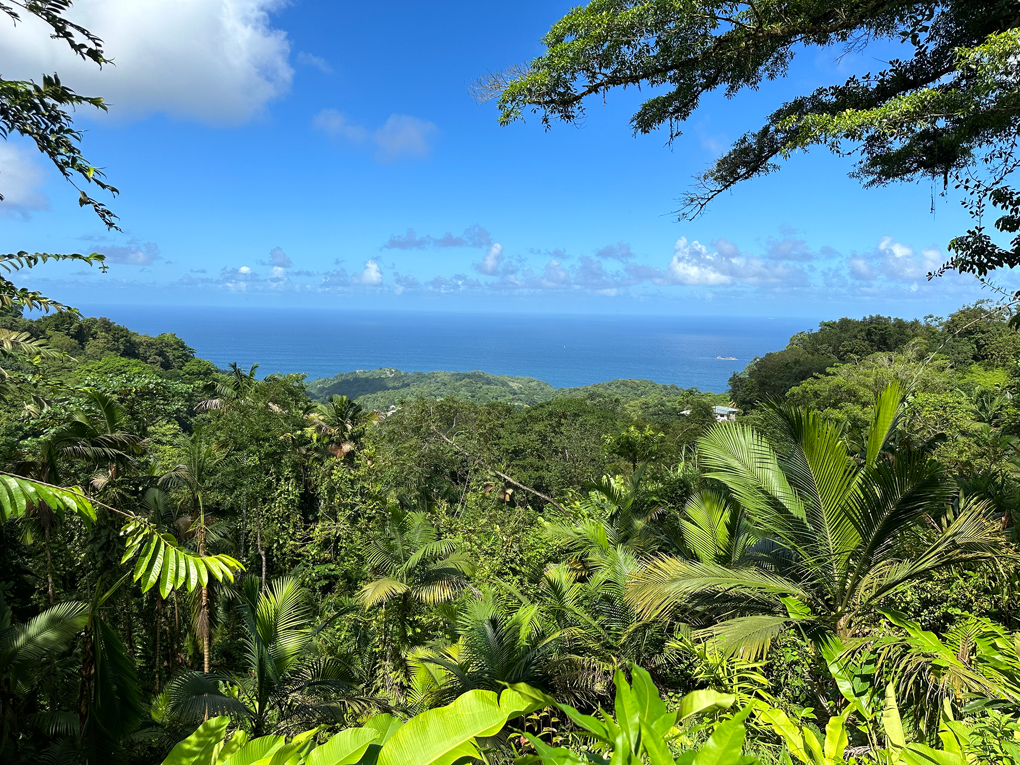 04-36_View-in-Tobago 04-36_View-in-Tobago