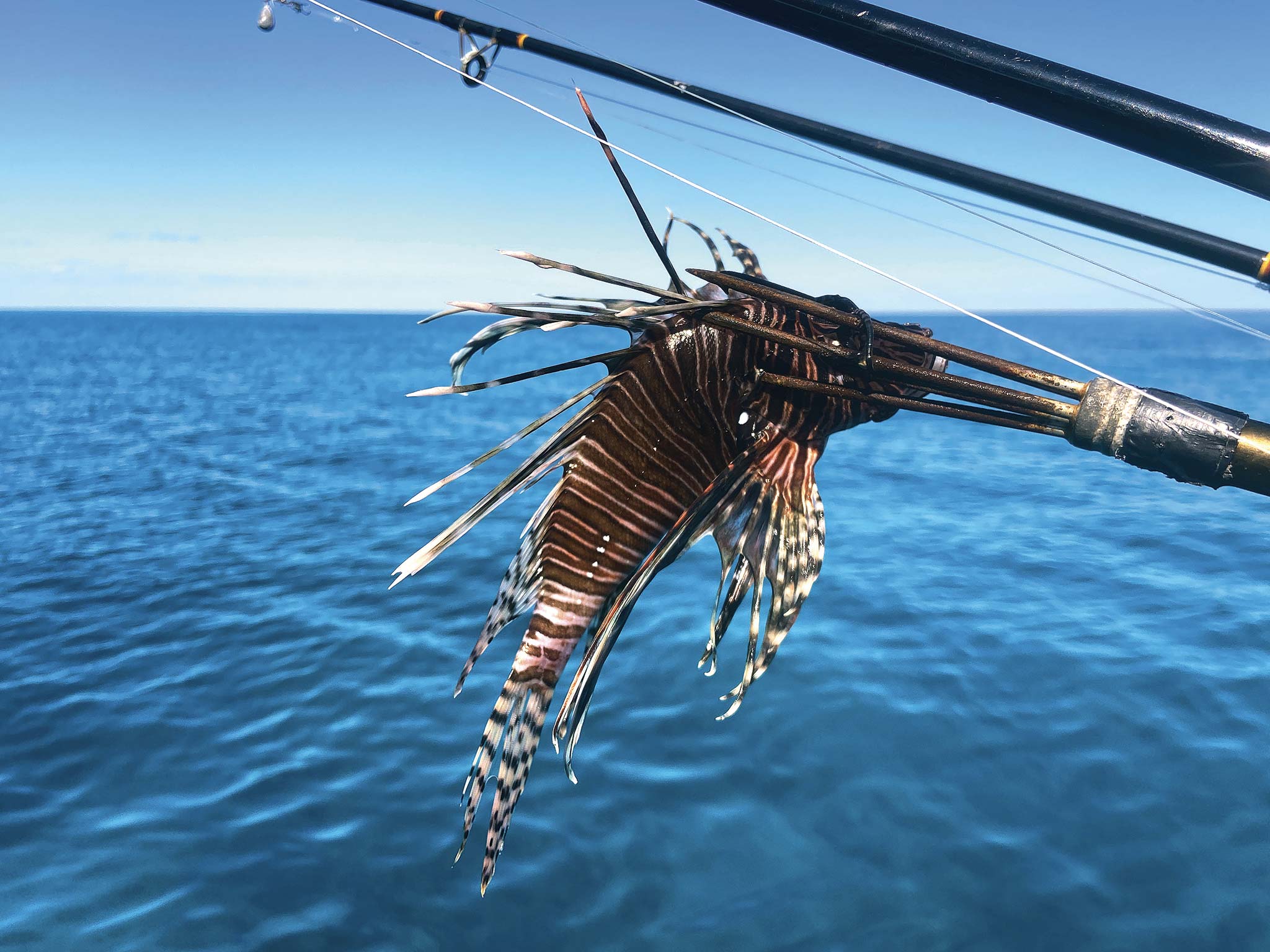 00-LEAD-lionfish-on-a-spear-by-brianna-randall