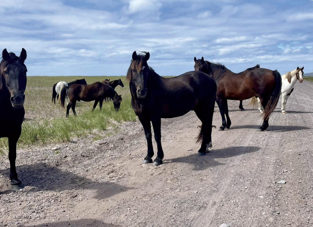 a group of horses on a dirt road