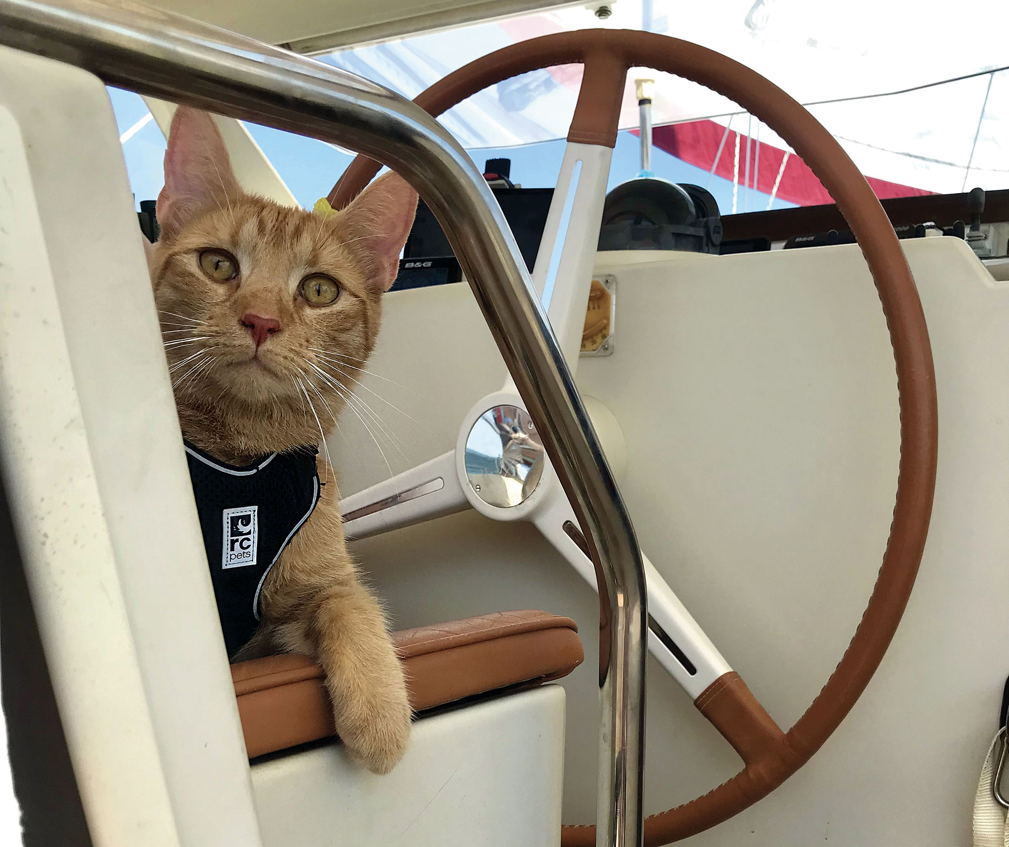 02-Cat-At-the-helm