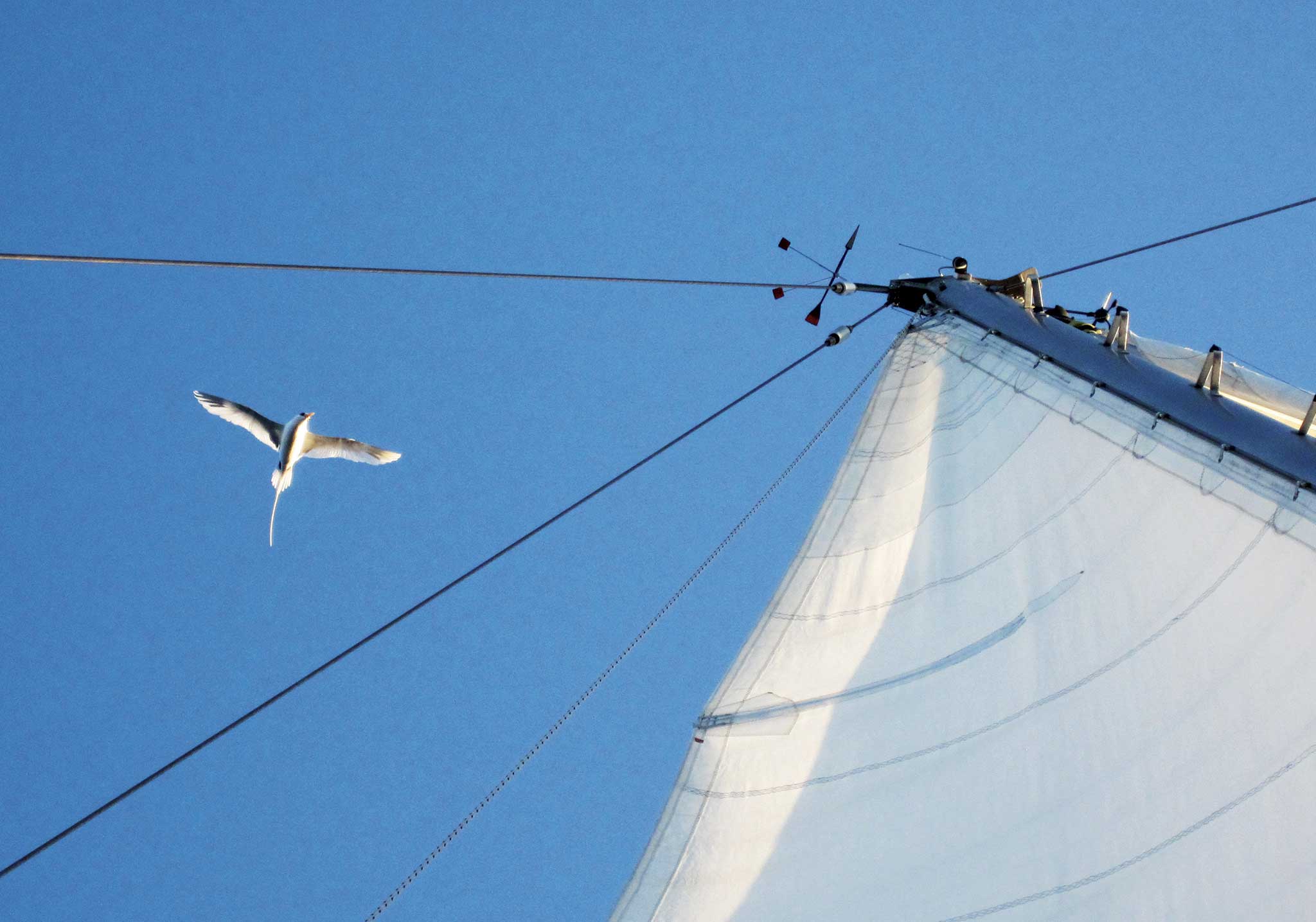 00-LEAD-Bermuda-Bound_20250522-WMCLongtail A tropicbird visits offshore. Photo by Wendy Mitman Clarke