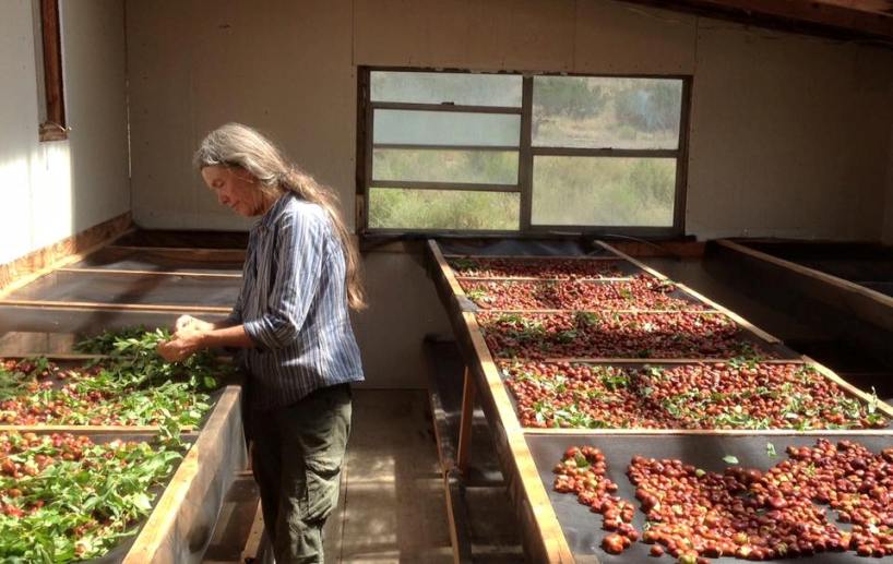 SunStar Herbs Santa Fe Farmers' Market