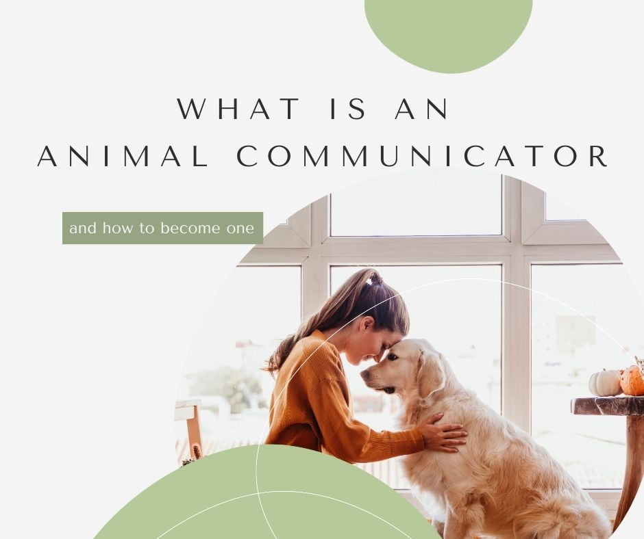 What is an animal communicator and how to one