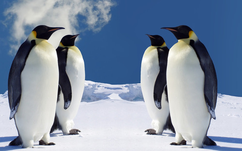 Section_image_penguins-wallpaper