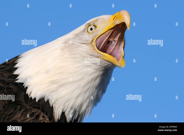 Eagle_Stock_Photo