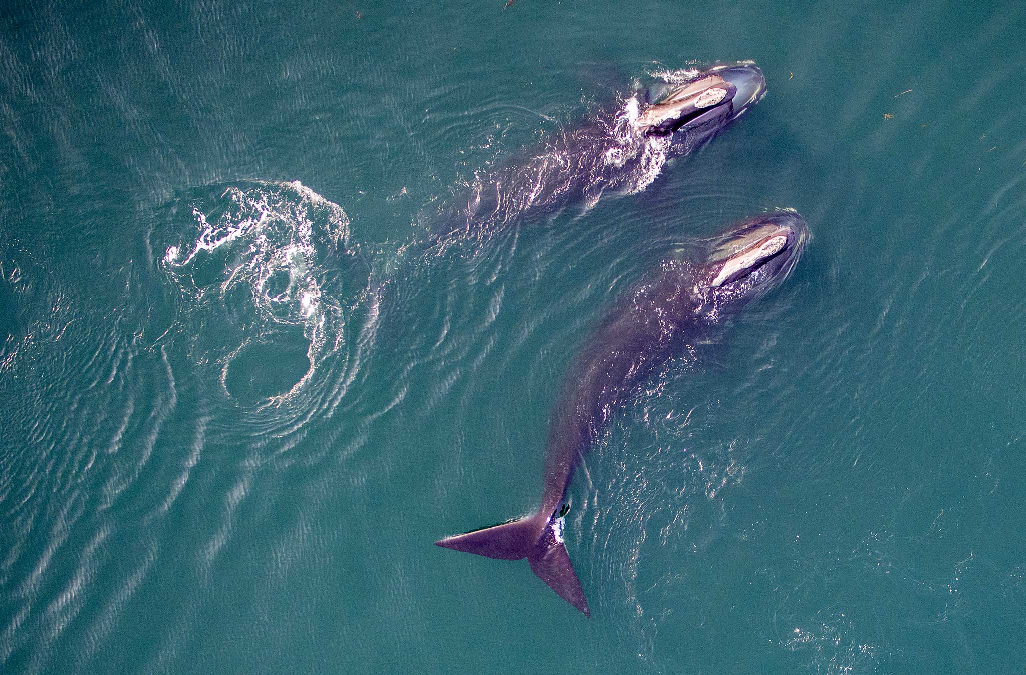 NA-right-whales The plight of the endangered North Atlantic right whale and a proposed speed limit brought a broad coalition of parties together to try and save them.