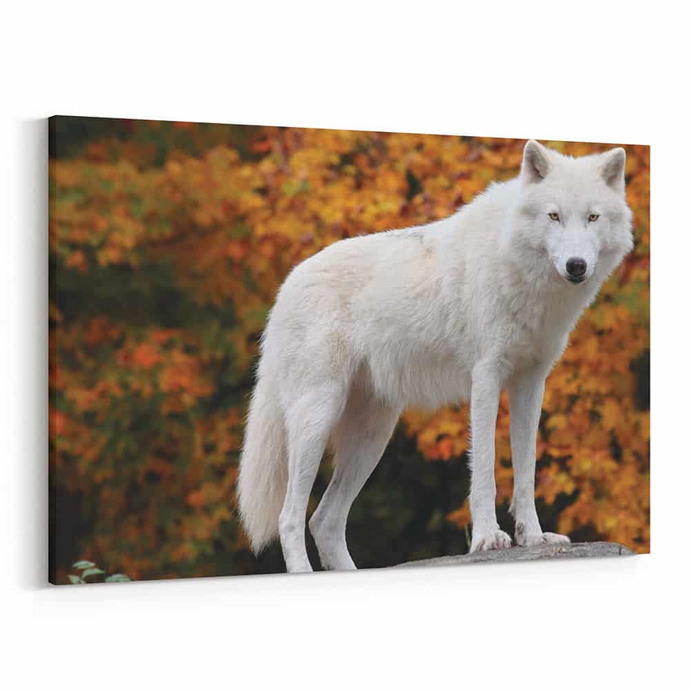 Arctic Wolf In A Fall Forest Canvas Wall Art