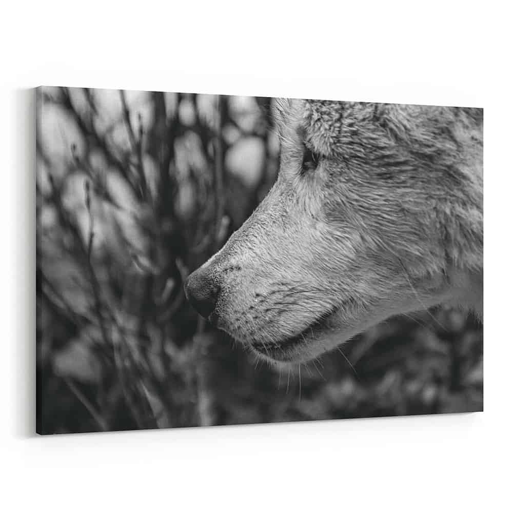 Black And White Wolf – Close Up Canvas Wall Art
