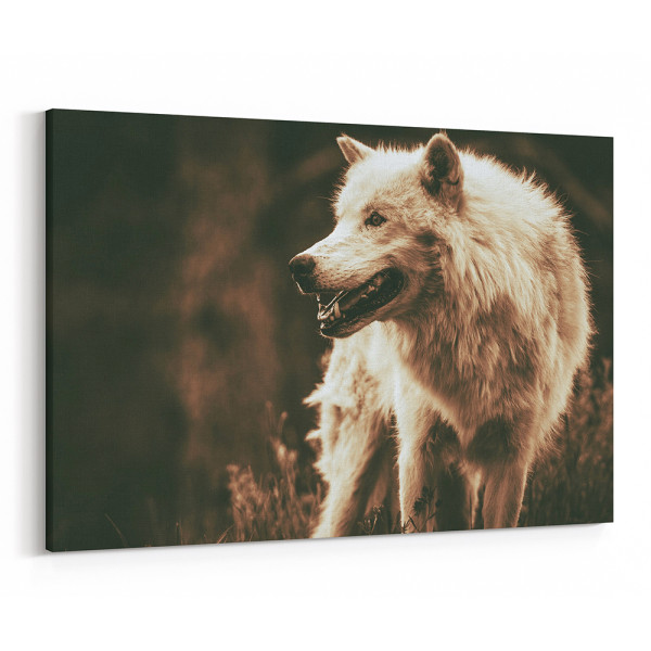 White Alpha Wolf - Sepia Canvas Wall Art