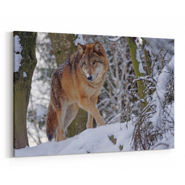 Wolf Walking In The Winter Woods Canvas Wall Art