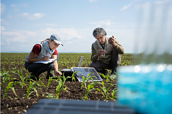 Researchers examining crops in a field with a solar panel and lab equipment nearby