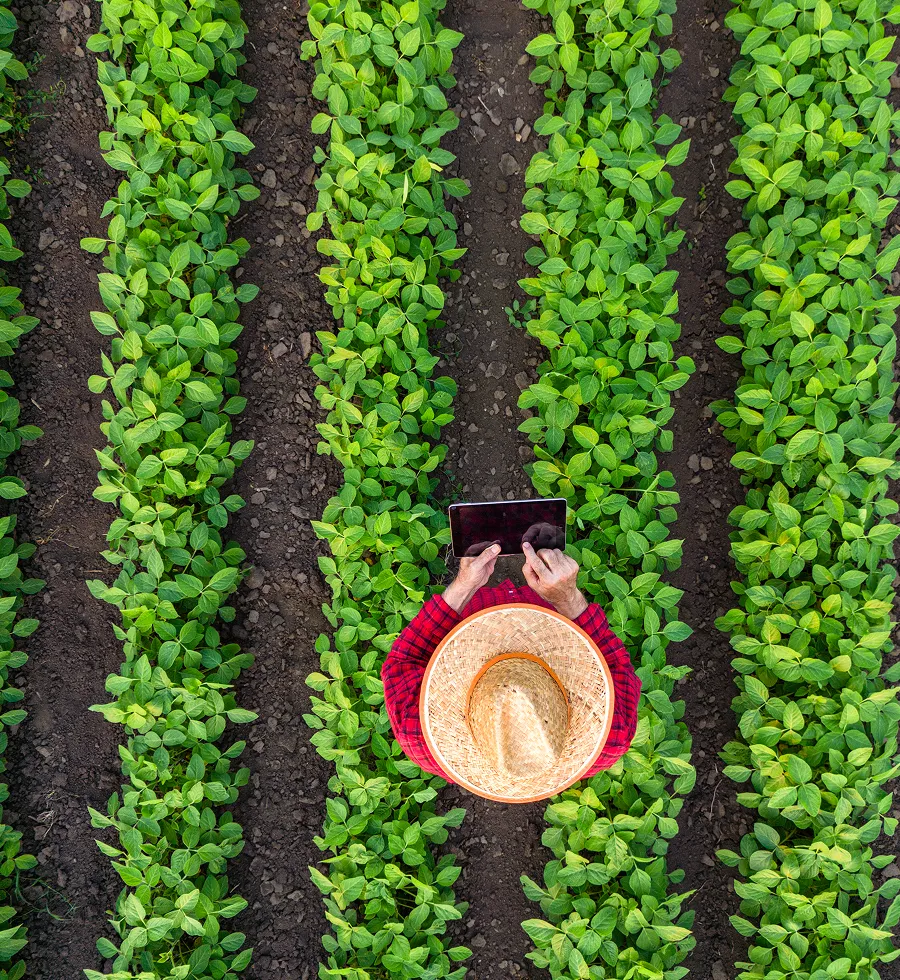 Person in a straw hat using a tablet in a green crop field