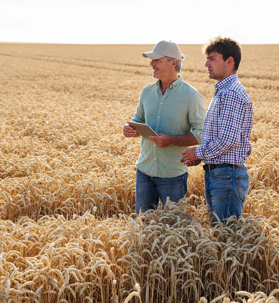 Two men discussing in a wheat field during harvest season
