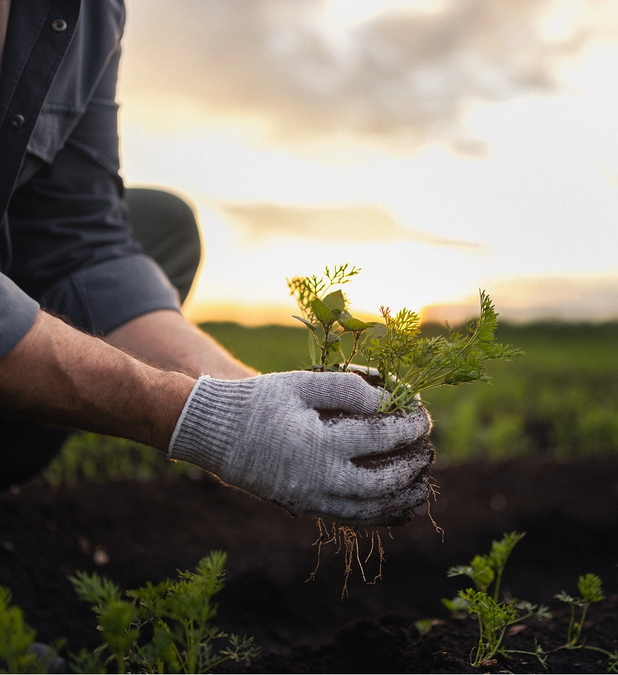 Person in gloves holding a young plant against a sunset backdrop