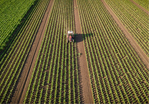 Aerial view of a tractor working in neatly arranged crop rows
