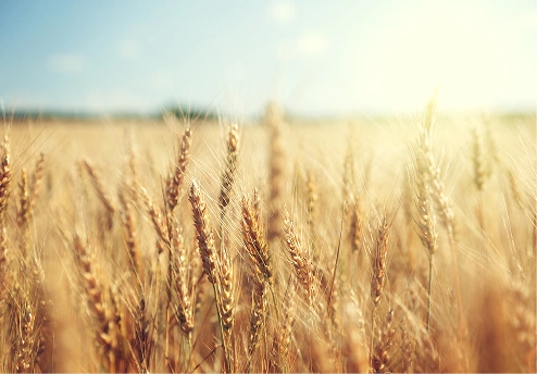 Golden wheat field under a bright blue sky and sunlight