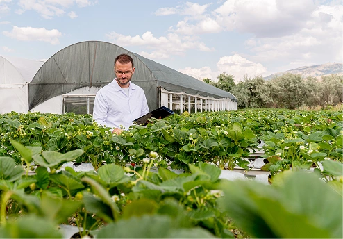 Agronomist inspecting strawberry plants in a greenhouse setting