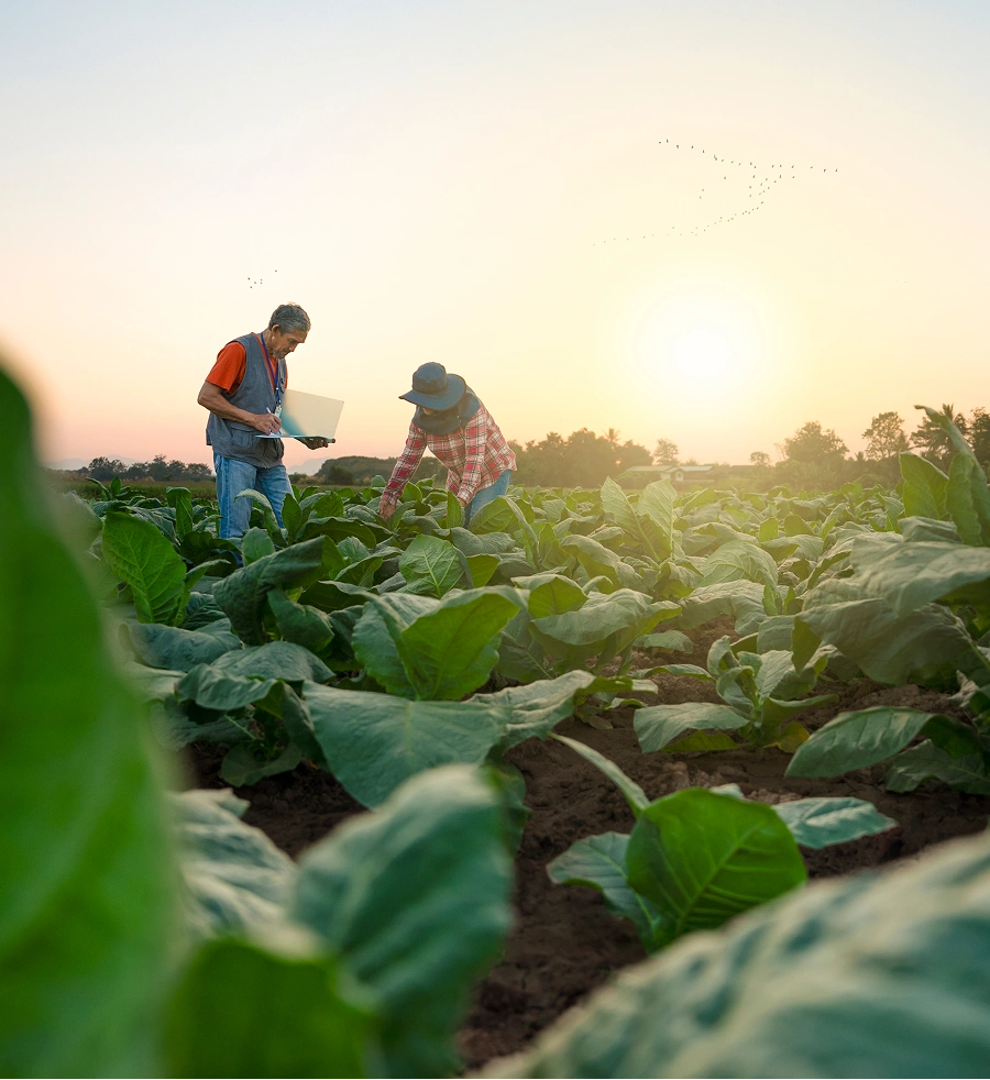 Farmers working in a green vegetable field at sunset