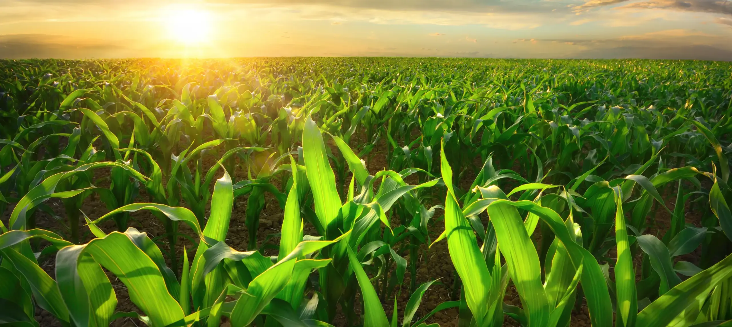 Crop leaves in a field