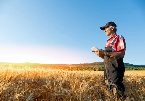 Man looking over a field of crops