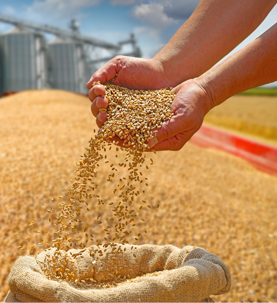 Hands holding grain pouring into a bag