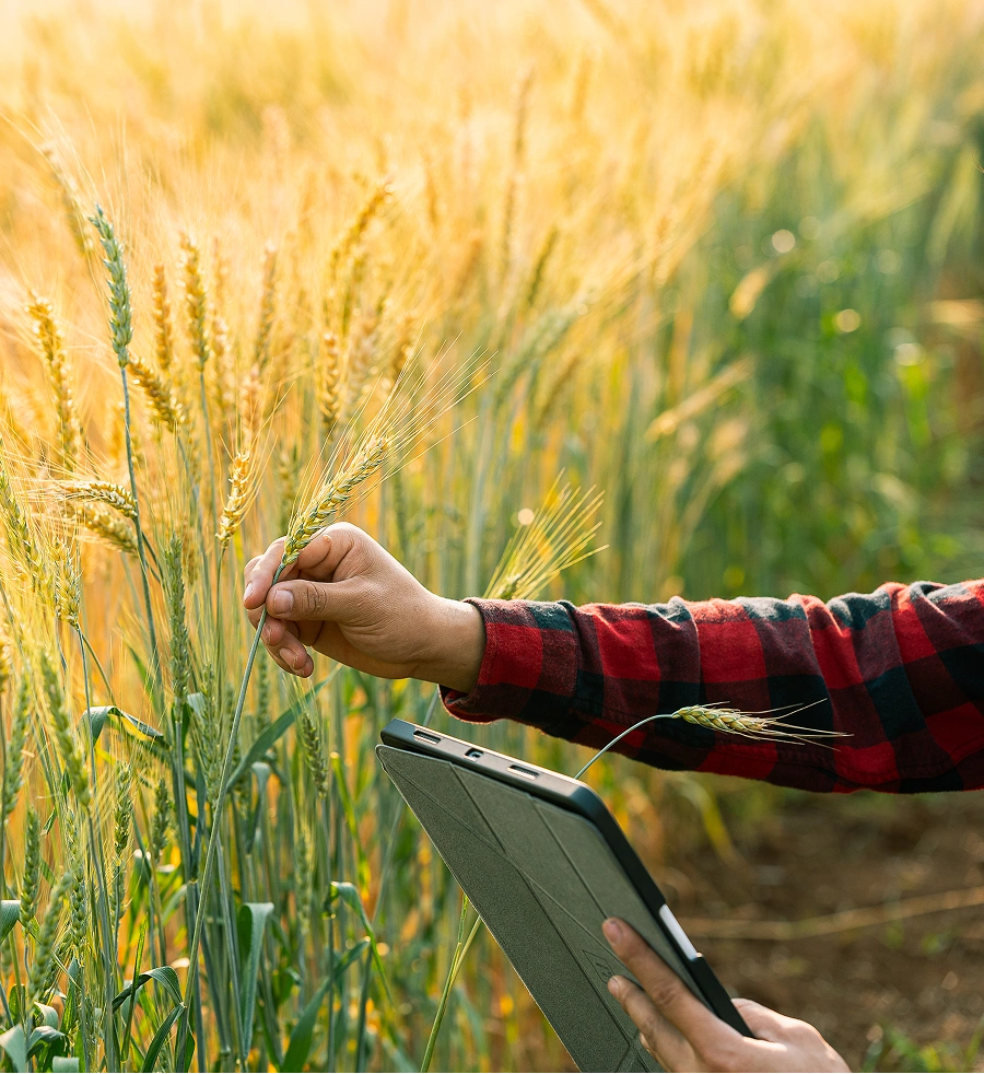 Man inspecting a field of crops