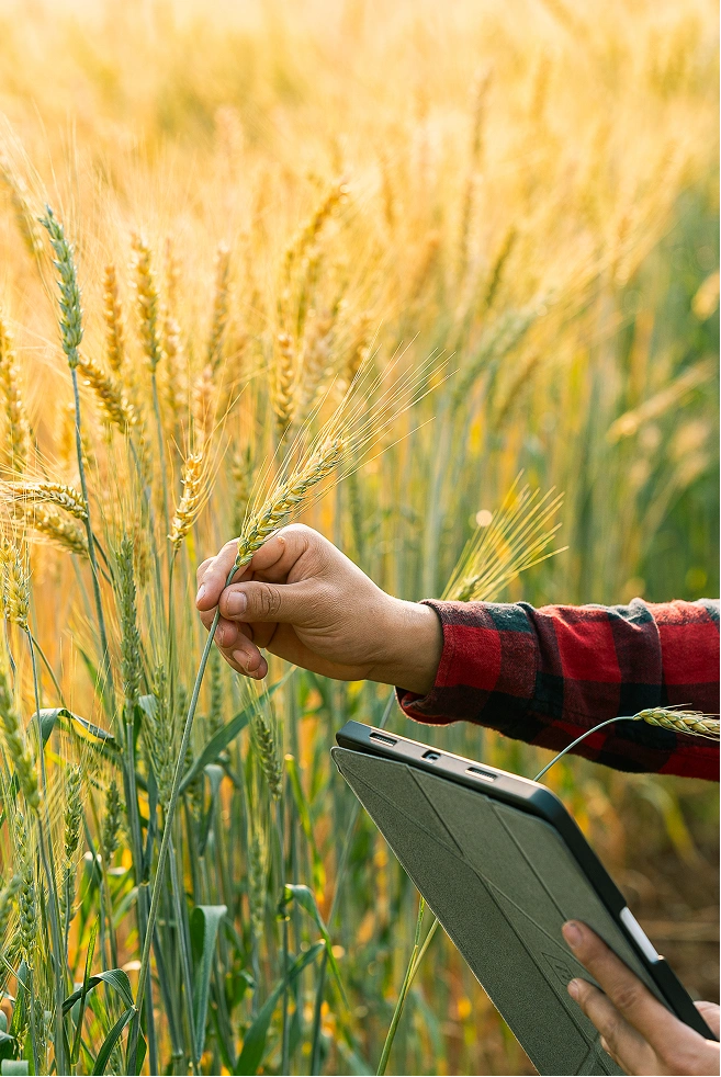 Man inspecting crops in a field