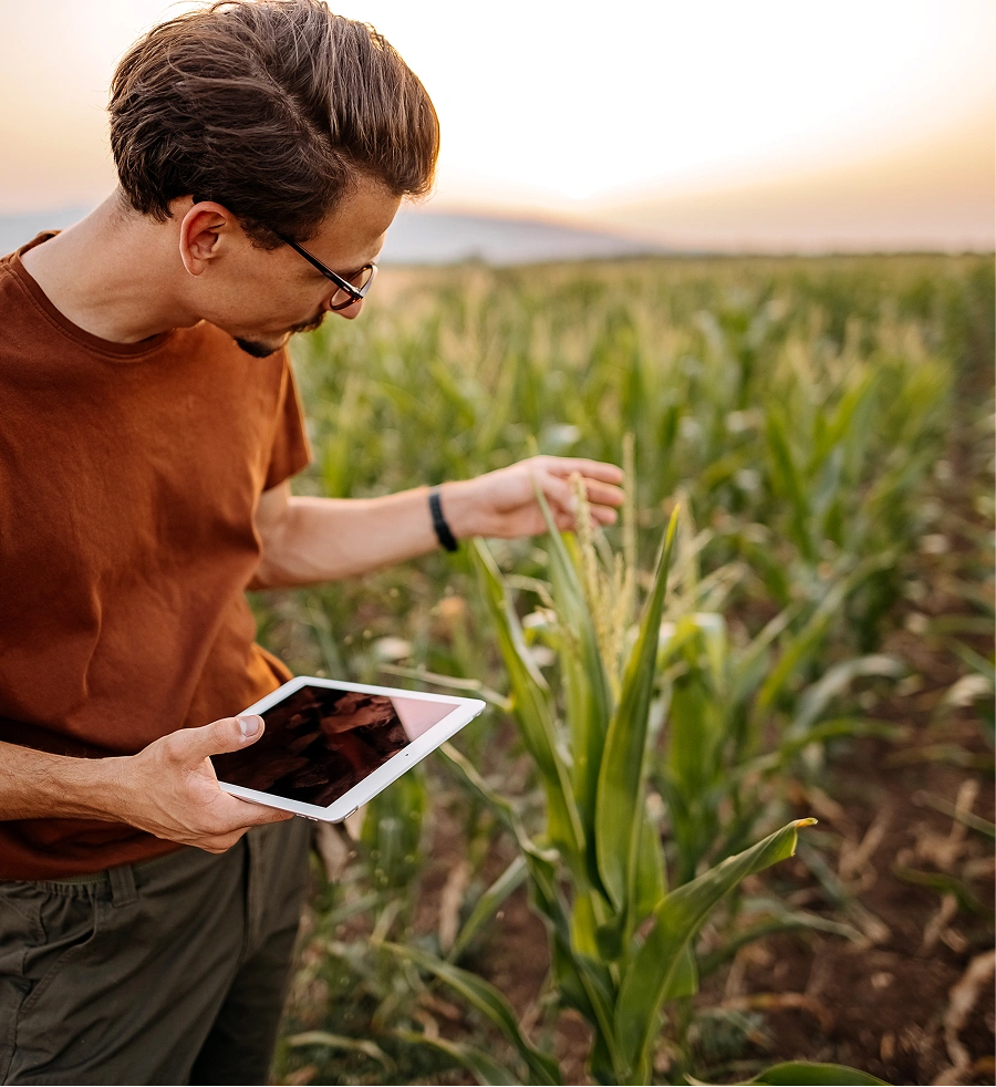 Man looking at crops with a tablet