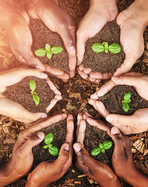 Diverse hands holding soil with small green plants growing in it