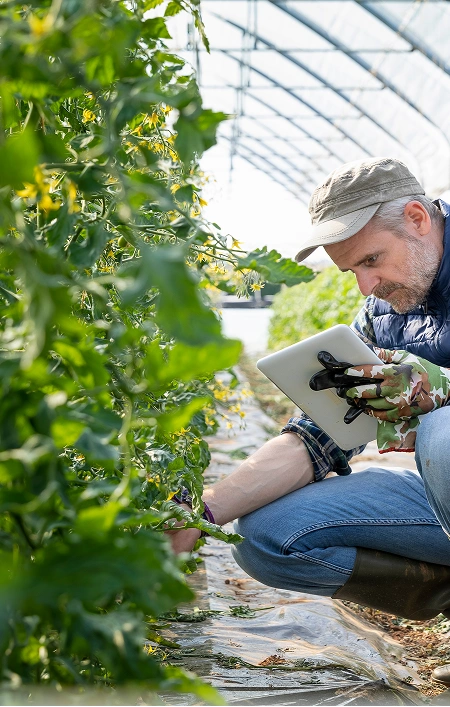 Man using a tablet while tending to plants in a greenhouse
